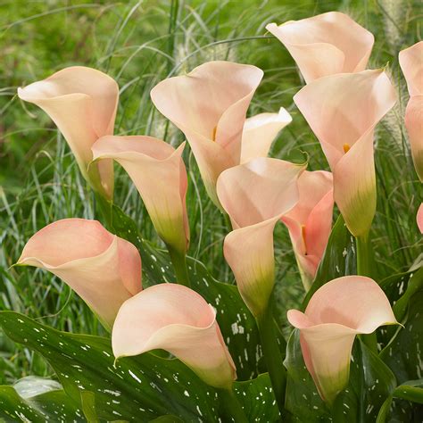 Zantedeschia Auckland - J Parker Dutch Bulbs (Wholesale) Ltd. (B2B)