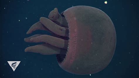 Weird and Wonderful: Otherworldly giant, red jellyfish swims into our ...