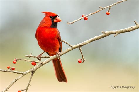 Northern Cardinal - Birds and Blooms