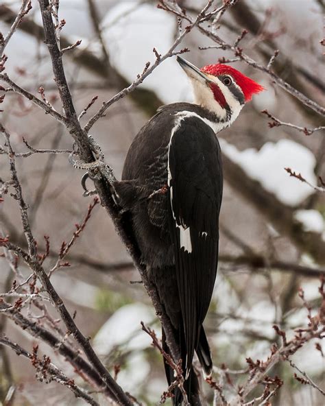 Male Pileated Woodpecker 1 Photograph by Lara Ellis - Pixels