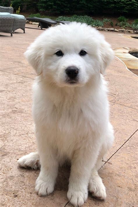 Charlotte North Carolina Great Pyrenees Puppies — Montgomery Sheep Farm | Great pyrenees puppy ...