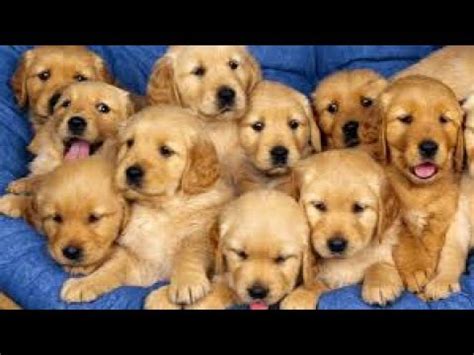 Best Funny and Cute Puppy Videos Compilation 2017 -Cute Overload - YouTube