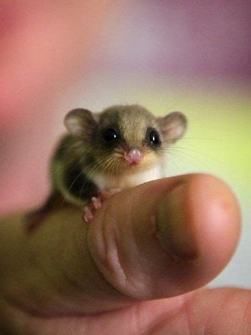 Baby Pygmy Possum, also known as the pygmy gliding possum, the ...