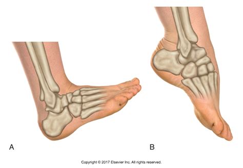 Ankle Dorsiflexion Plantarflexion