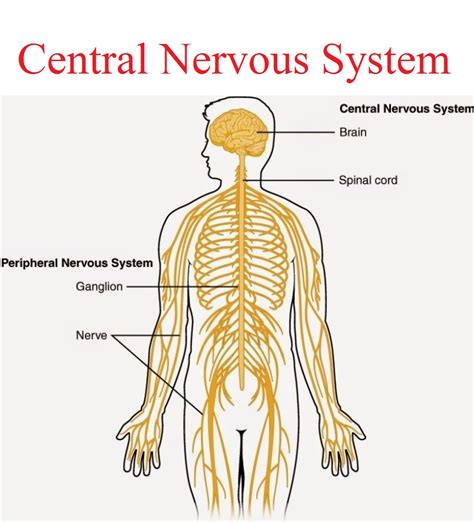 Central Nervous System – Karuna Yoga Vidya Peetham Bangalore