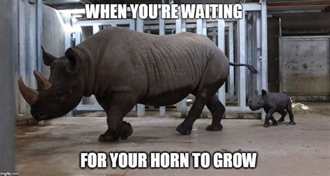 The 5 baby rhino memes you need in your life right now