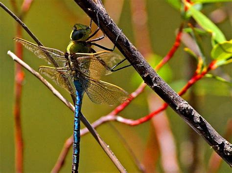 Free picture: dragonfly, dragonflies, wings, bugs, insects