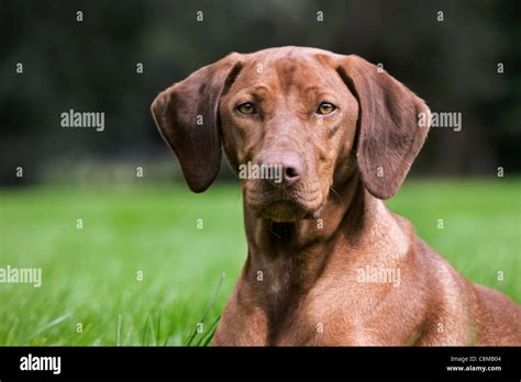 Hungarian Vizsla hunting dog with golden rust coat (Canis lupus familiaris) in garden, Belgium ...