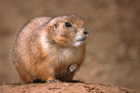 GopherWoodchuck and Prairie Dog Jaws Home Décor Home & Living ...