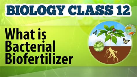 What Is Bacterial Biofertilizer - Microbes in Human Welfare - Biology Class 12 - YouTube