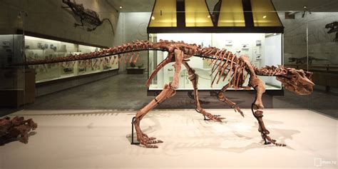 File:Psittacosaurus sibiricus, Moscow Paleontological Museum (7).jpg - Wikimedia Commons