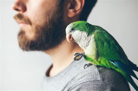 5 Fascinating Facts About the Quaker Parrot You Need to Know – The Posh Perch