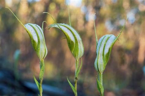 Types of Australian Native Orchids: Identification Guide | Ultimate Backyard