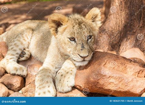 Lion Cub Lying Down in the Shadows Stock Image - Image of park, safari ...