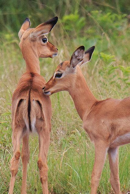 Baby Impalas | Cute little animals, African animals, Wildlife animals