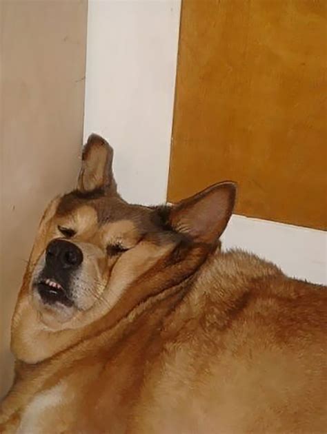 127 Funny Dogs Sleeping In The Most Awkward And Uncomfortable-Looking ...