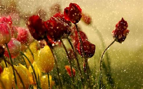 1920x1080px, 1080P free download | Tulips in raindrops, art, raindrops, nature, tulips ...