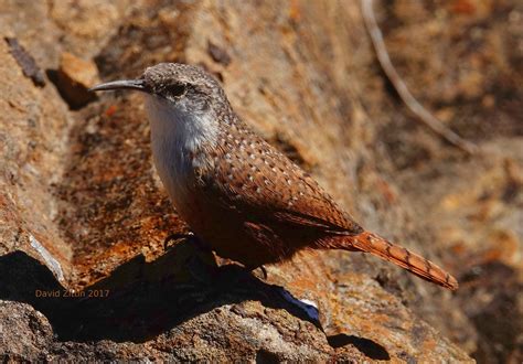 Canyon Wren — Birding With Camera and Paint