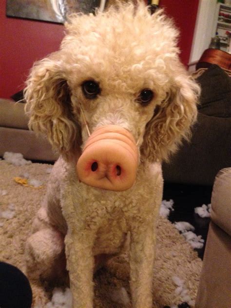 Poodle piggie! | Weiner dog, Dog costumes, Poodle