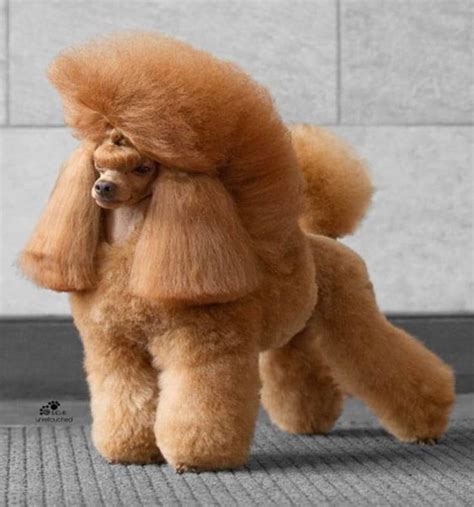 118 Cute Poodle Haircut Ideas - All The Different Types and Styles