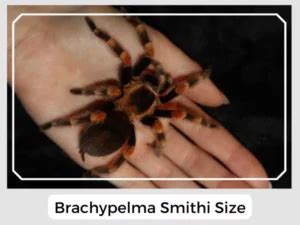 Brachypelma smithi: Facts, Identification & Pictures