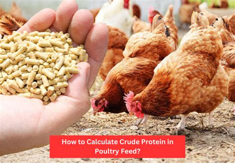 How to Calculate Crude Protein in Poultry Feed: A Complete Guide to Nutrient Analysis | AgriNews ...