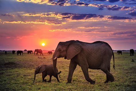 African Safari Elephants