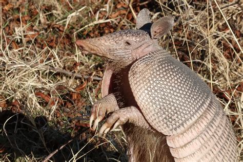 weehki kaloosioni: koohkoošhkinaahkwa ‘New Word: Armadillo’ – Aacimotaatiiyankwi