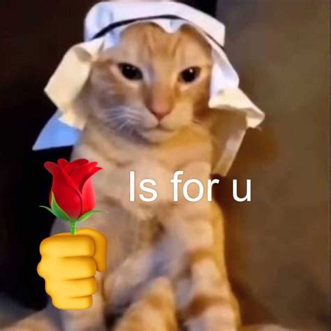 Cat memes on Instagram: “classic habibi cat meme 🛐” | Cute memes, Cat memes, Funny animal memes