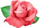 Red Rose PNG Clip Art Transparent Image | Gallery Yopriceville - High-Quality Free Images and ...