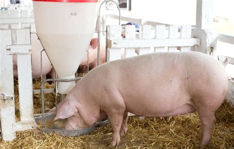 Landrace Pig – A Good Pig Breed For Commercial Farming – FarmerDB