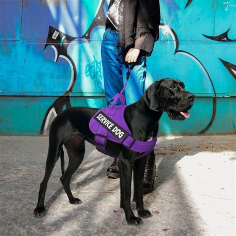 The Best Service Dog Vests in 2023 | PawGearLab