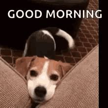 Good Morning Puppy GIFs | Tenor