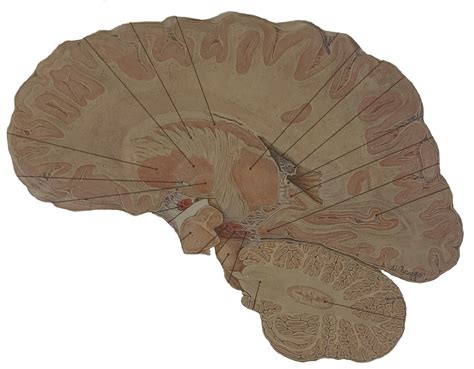 encephalon Diagram | Quizlet