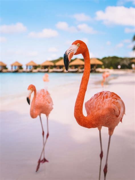 Flamingo Beach in Aruba Story - A One Way Ticket