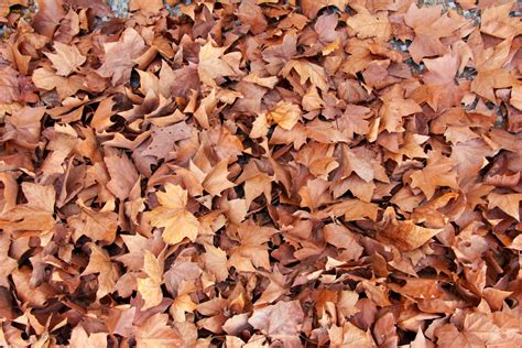 Leaf Mulching: 4 Easy Steps for a Green and Healthy Yard - Green That Life