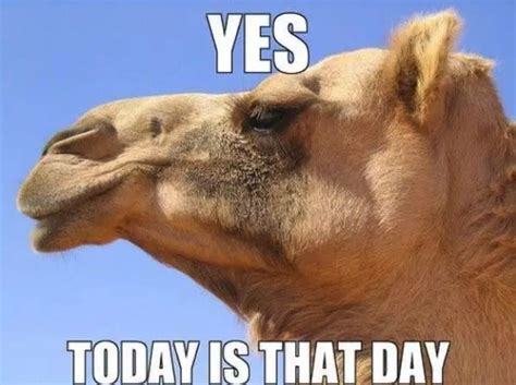 Wednesday Camel Memes