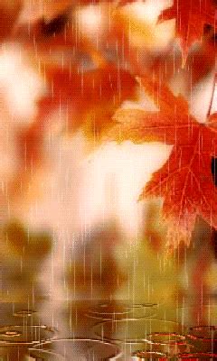 an image of autumn leaves in the rain
