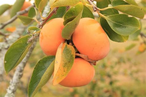 Best Zone 9 Fruit Trees for Shade (That Actually Fruit) – Food Forest ...