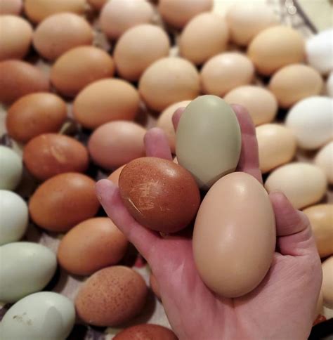 Buy Silkie Hatching Eggs | Fertile Silkie Eggs #1 Best