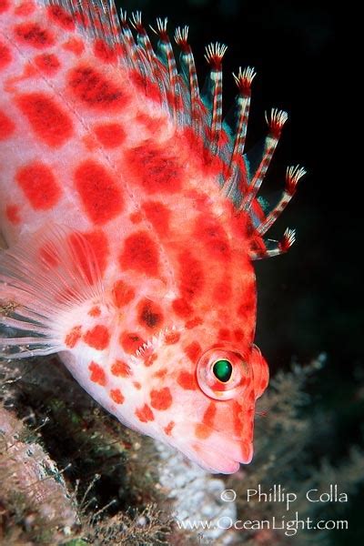 coral hawkfish | Beautiful sea creatures, Sea animals, Ocean creatures