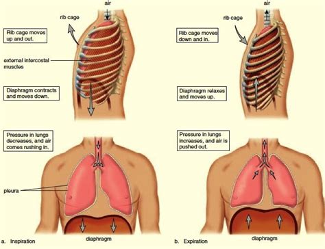 Breathing - Part 1 — On the Go Physical Therapy