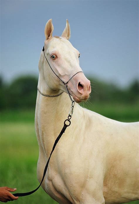 Te gustan los Akhal Teke Cremello? Mira que foto Mundo del Caballo Es