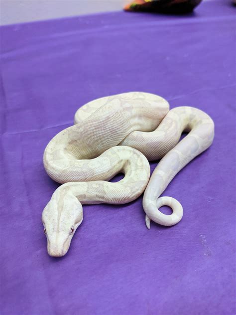 Moonglow morph boa constrictor at the Wasatch Reptile Expo | Reptile ...