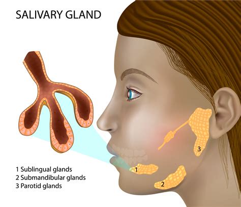 Salivary Glands | Richmond ENT