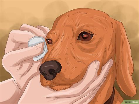 How to Cure Eye Inflammation in Dogs