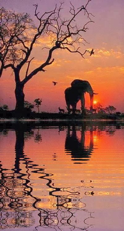 reflection | Elephant pictures, Nature pictures, Beautiful nature