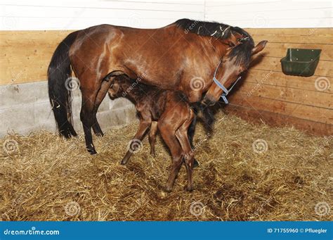 Horse Giving Birth Standing Up