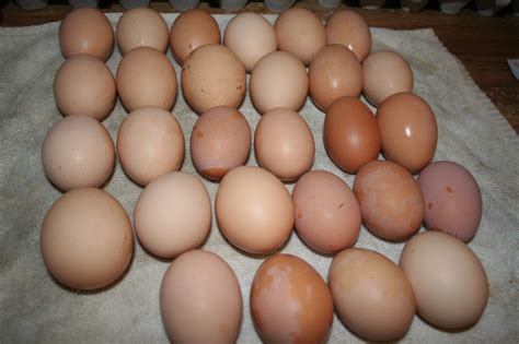 Poultry and Eggs - Barrows Farm