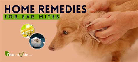 11 Simple and Best Home Remedies for Ear Mites that Work [Naturally]
